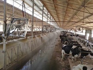 牛舍91香蕉app下载ios安装苹果案例
